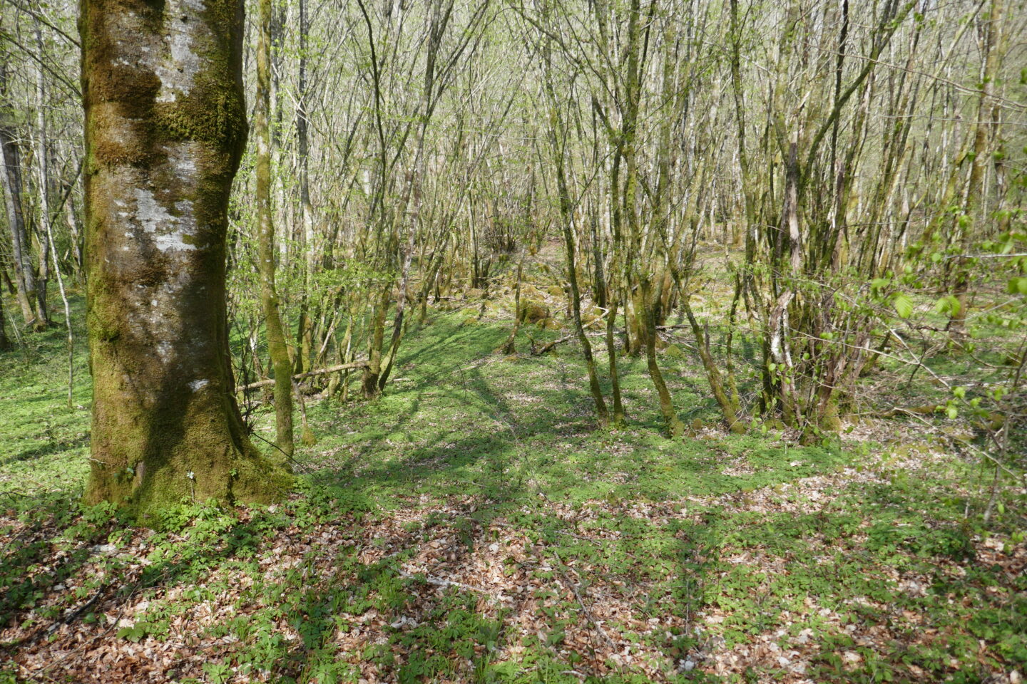 Sortie champignons à la forêt d'Epagne