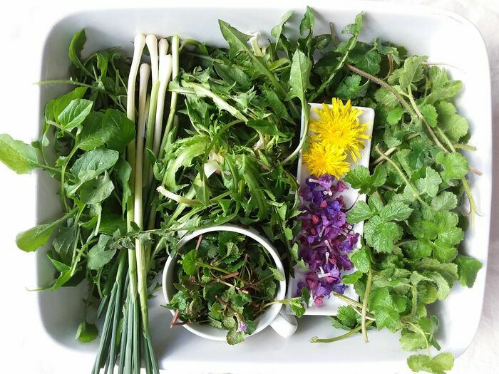 Sortie Cueillette 37460 Céré-la-Ronde