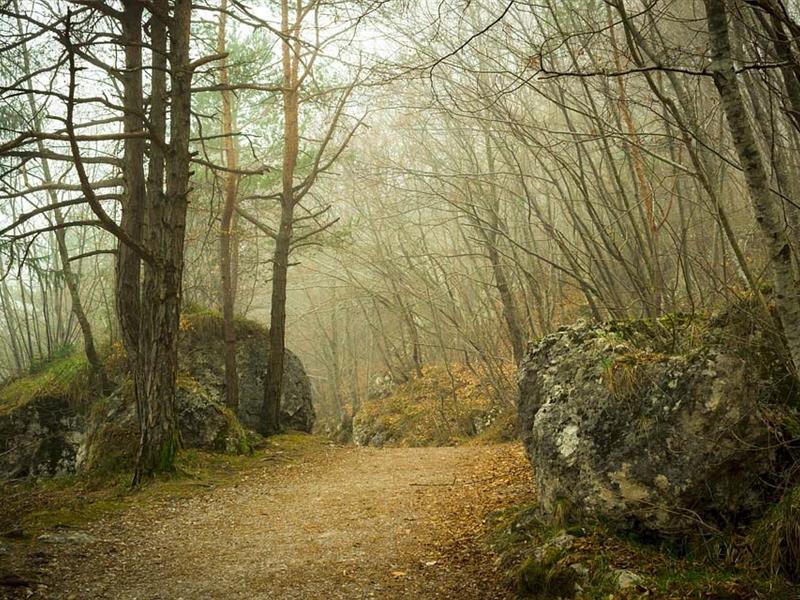 Sortie nature A l'orée du bois