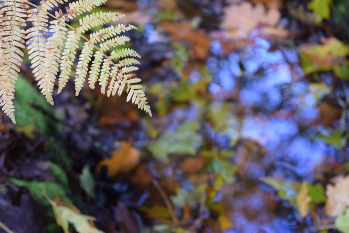Sortie Nature Apprenez à identifier les fougères