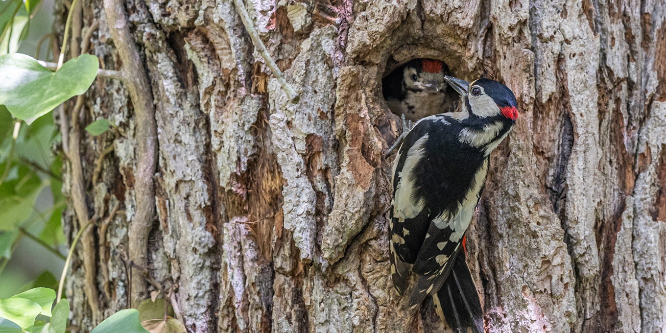 Sortie nature avec la LPO
