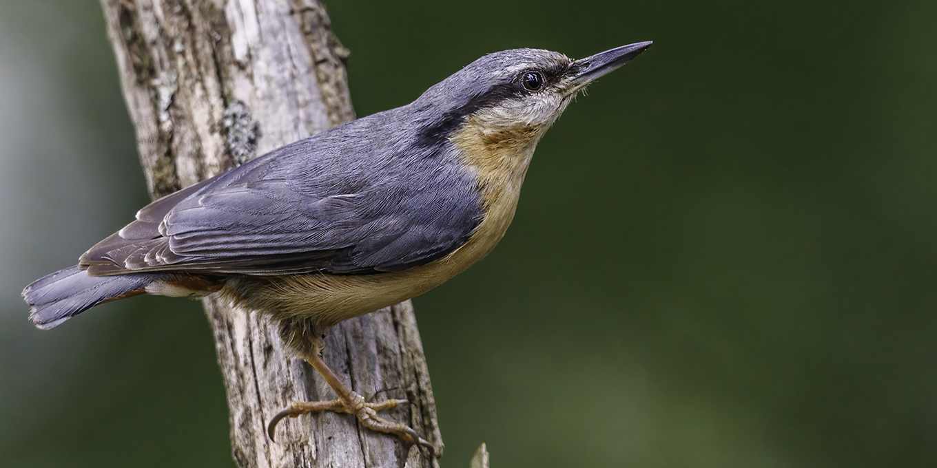 Sortie nature avec la LPO