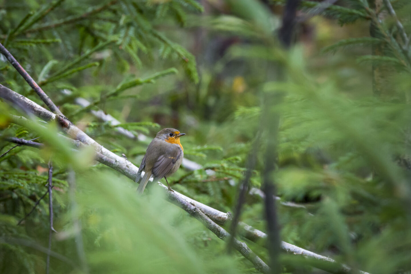 Sortie Nature Découverte des haies et de leurs oiseaux