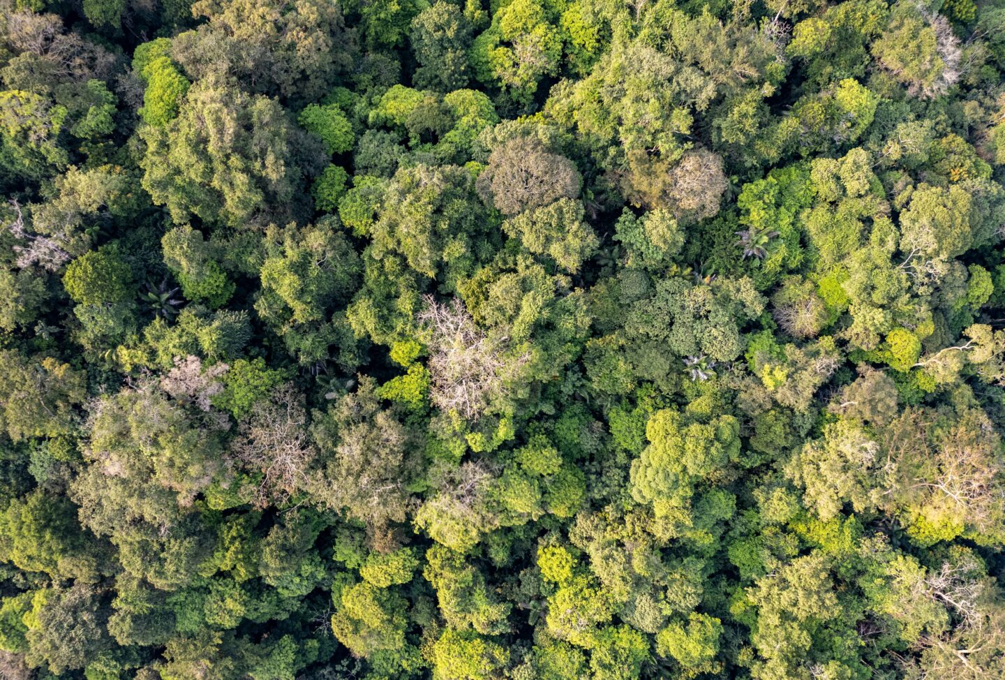 Sortie Nature Gestion forestière durable illustrée