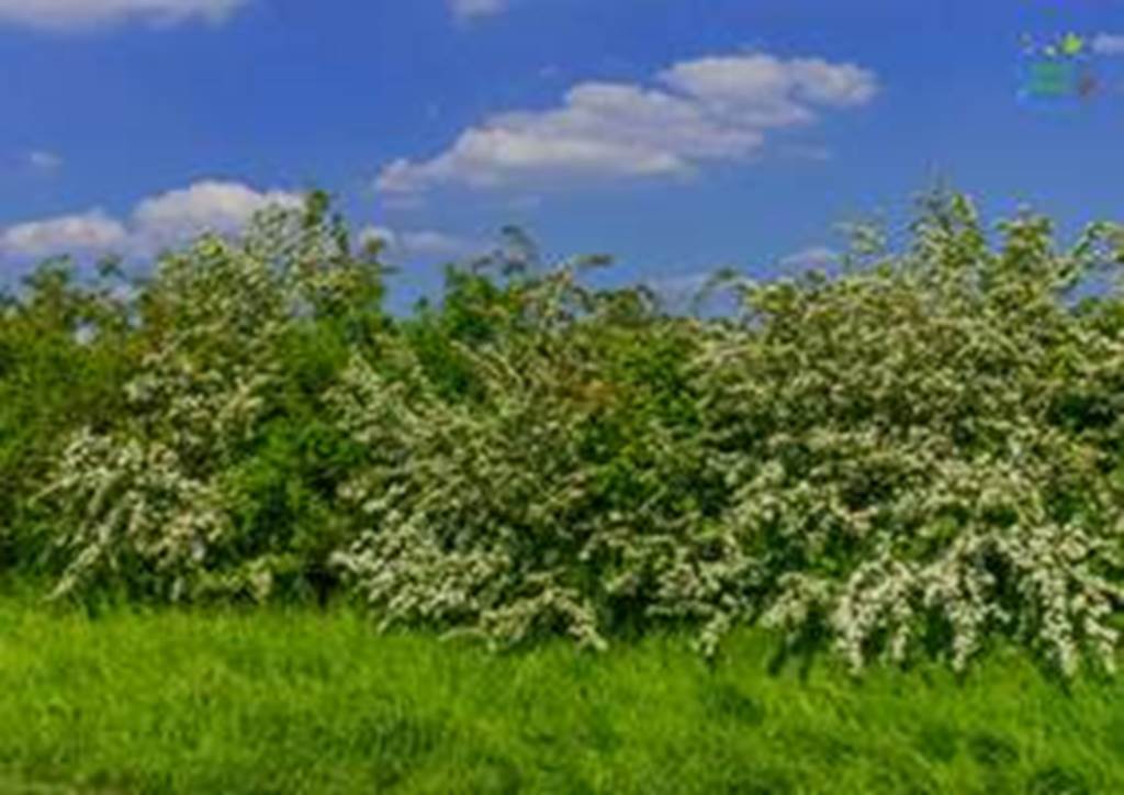 Sortie nature la haie
