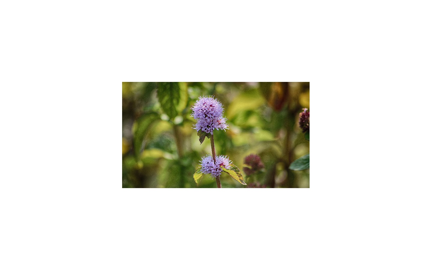 Sortie nature Le Gave