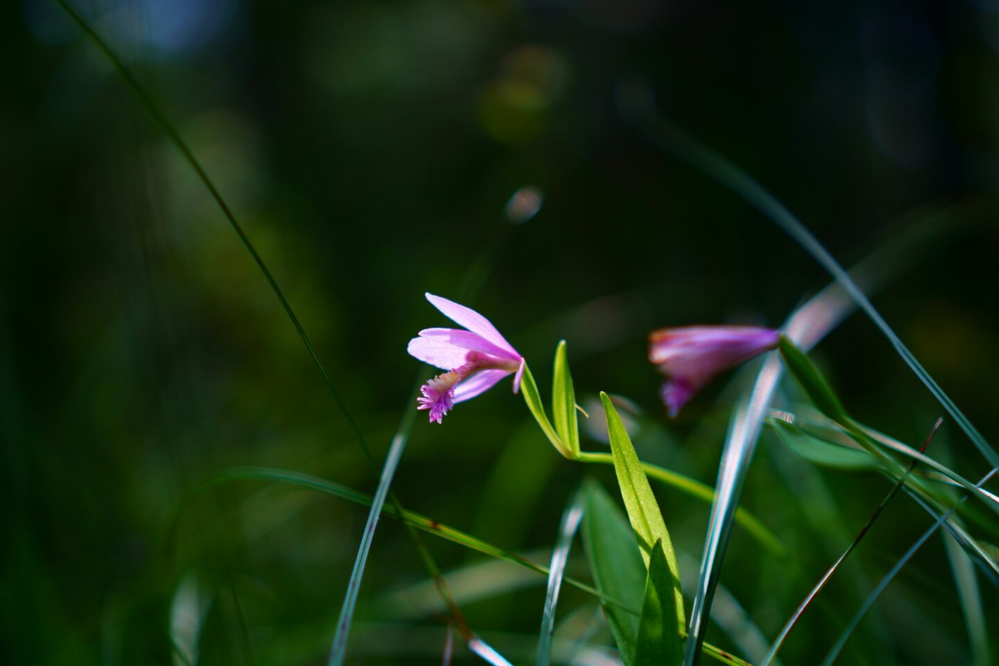 Sortie Nature Orchidées des Chaumes d'Avon