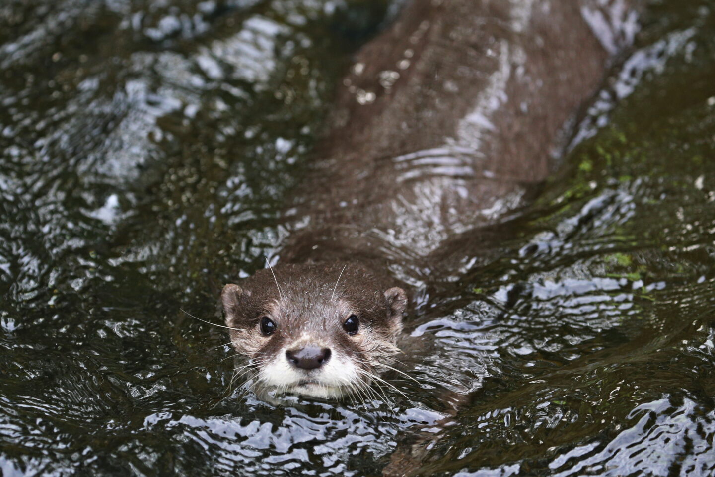 Sortie Nature Soirée loutre à La Crèche