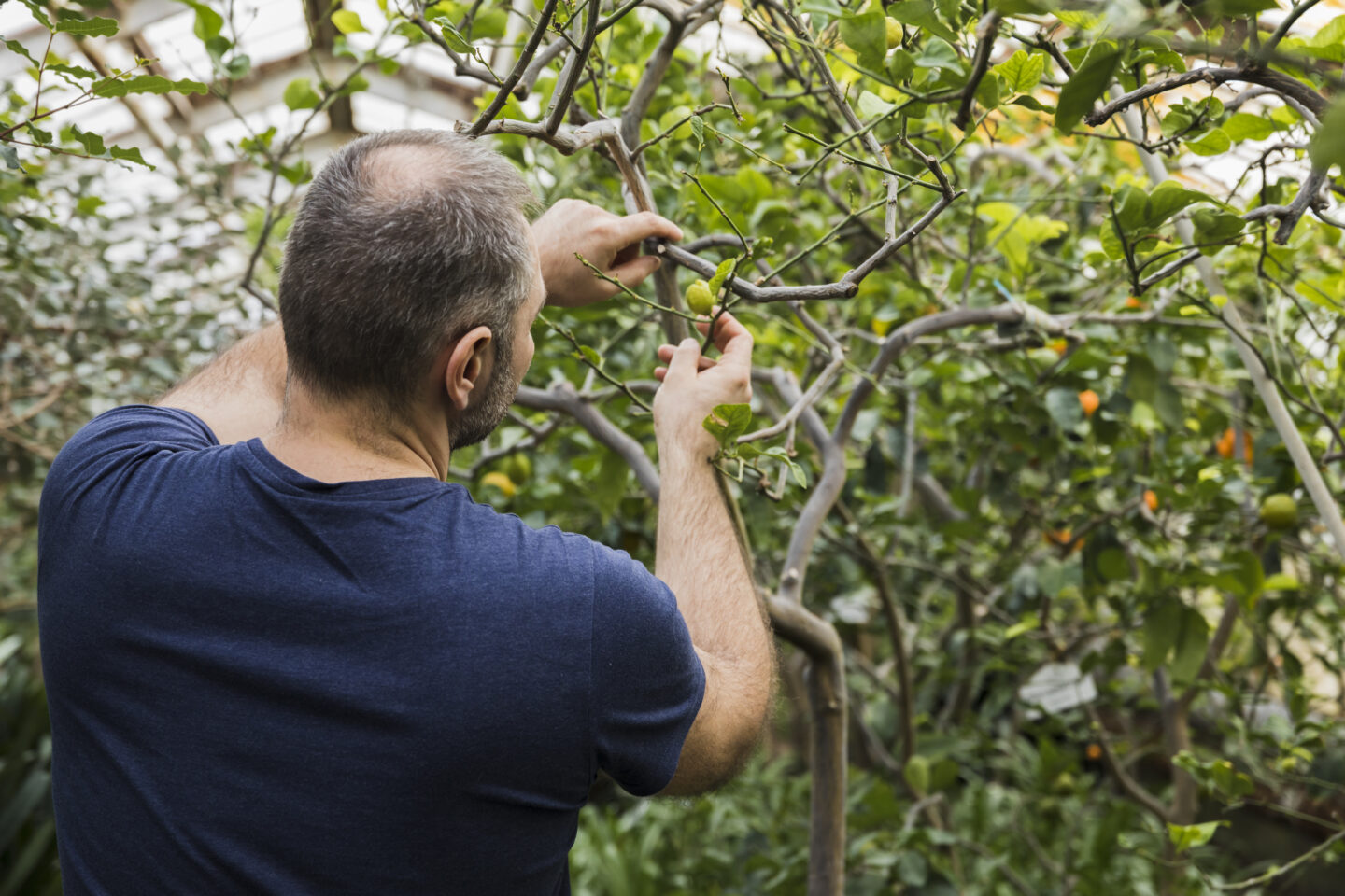 Sortie Nature Taille en vert des fruitiers