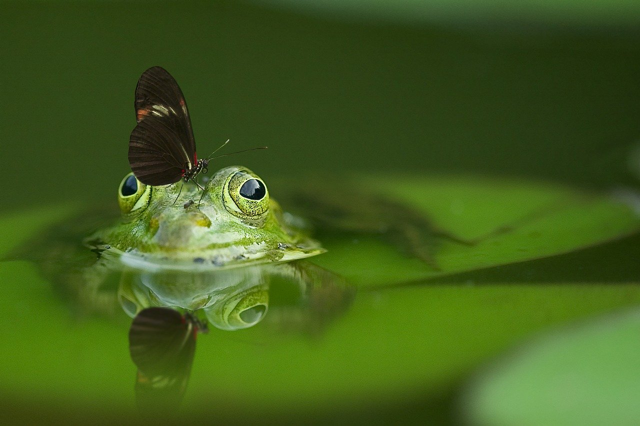 Sortie nocturne les amphibiens