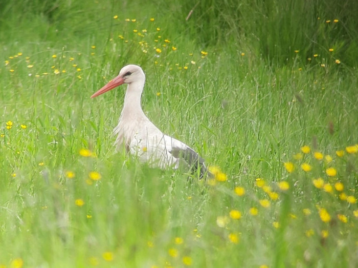 Sortie oiseaux au Marais Audubon