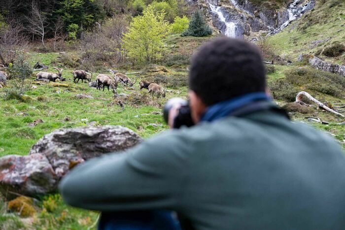 Stage photo animalier 65400 Arrens-Marsous