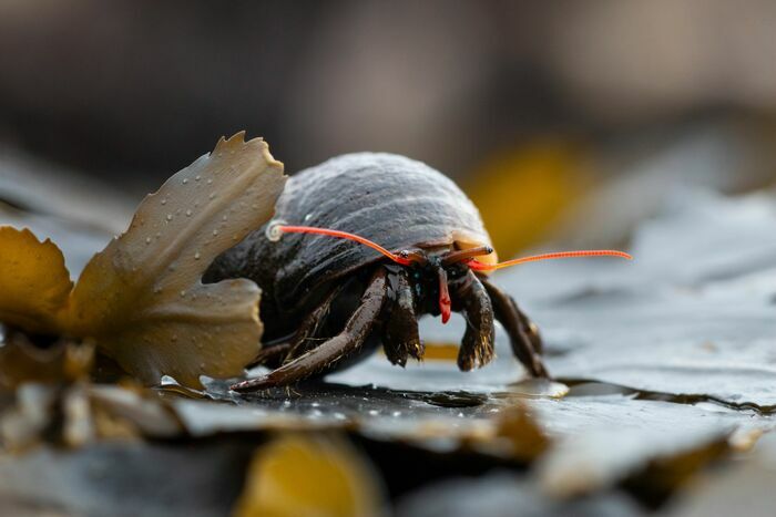 Stage photo estran et bord de mer - Molène Molène Île-Molène