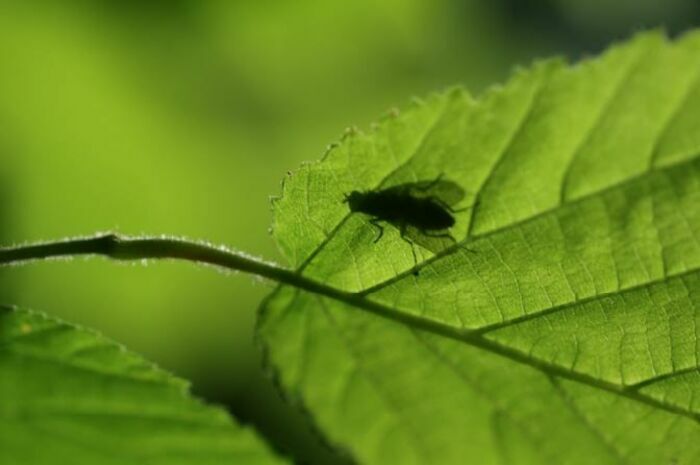 Stage photo nature 29217 Trébabu