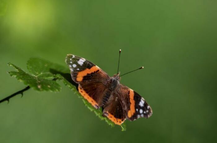 Stage photo nature à Brest Vallon du Stang-Alar Guipavas