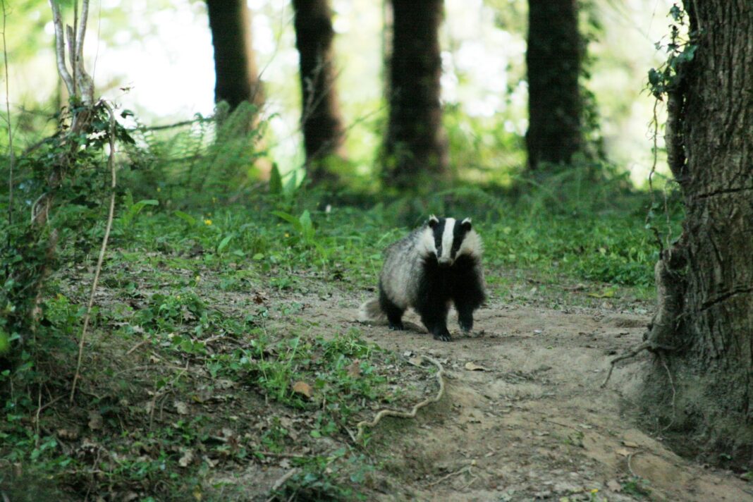 Sur la piste des animaux Hambye