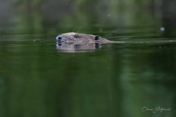 Sur la piste du castor FORT-LOUIS Fort-Louis