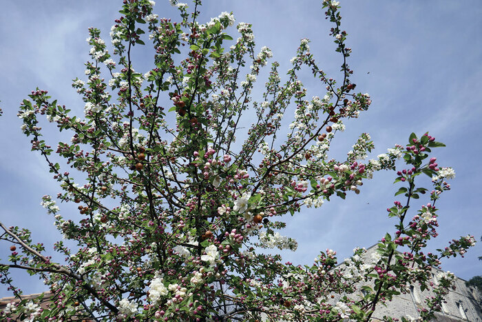 Table ronde : résilience climatique et avenir des territoires fruitiers Le Capitole Alès