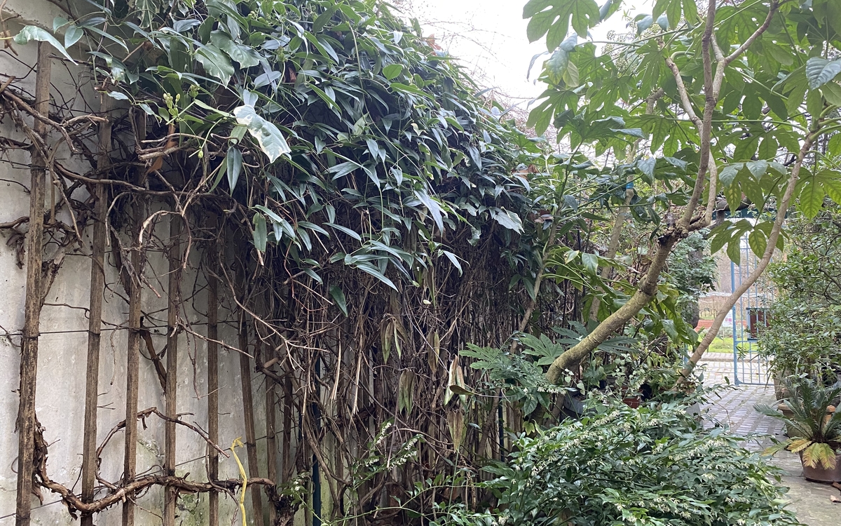 Taille des plantes grimpantes Maison du Jardinage et du Compostage PARIS