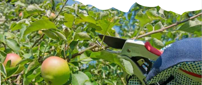 Taille et entretien d’un verger plein vent traditionnel Dimanche Nature 1 Rue de la Loutre Verneuil-sur-Vienne 2026-03-29 Taille et entretien d'un verger plein vent traditionnel Dimanche Nature