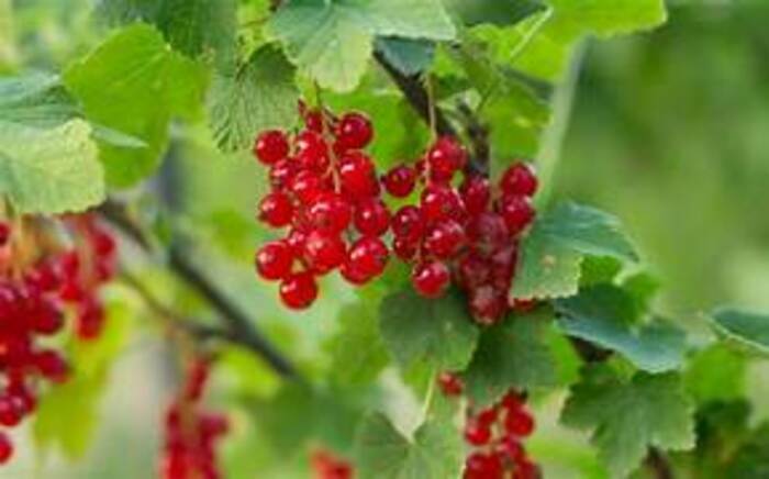 Tailler et multiplier les petits fruitiers Métropole Rouen Normandie Rouen
