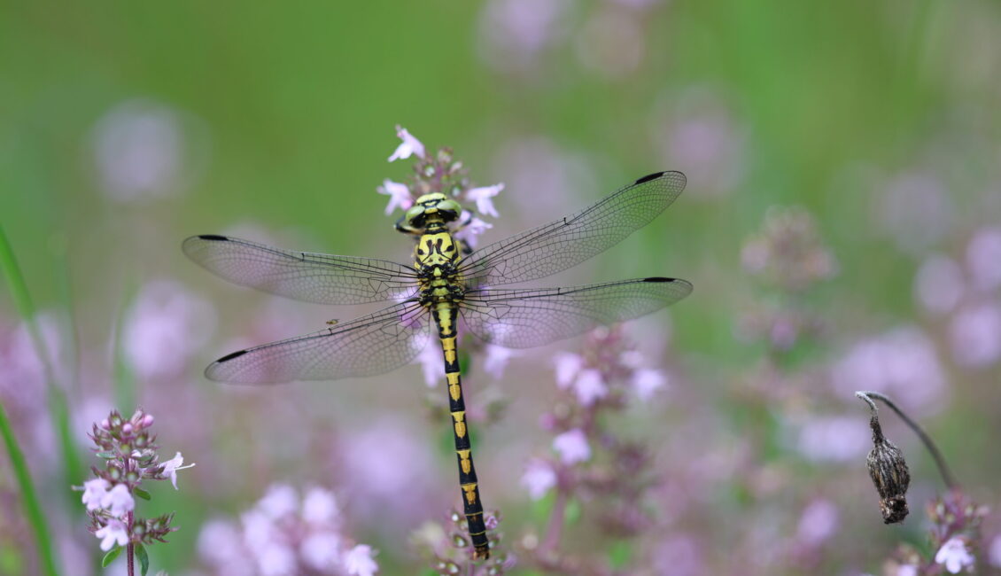 Tourbière des Dauges découvrir des monstres ailés
