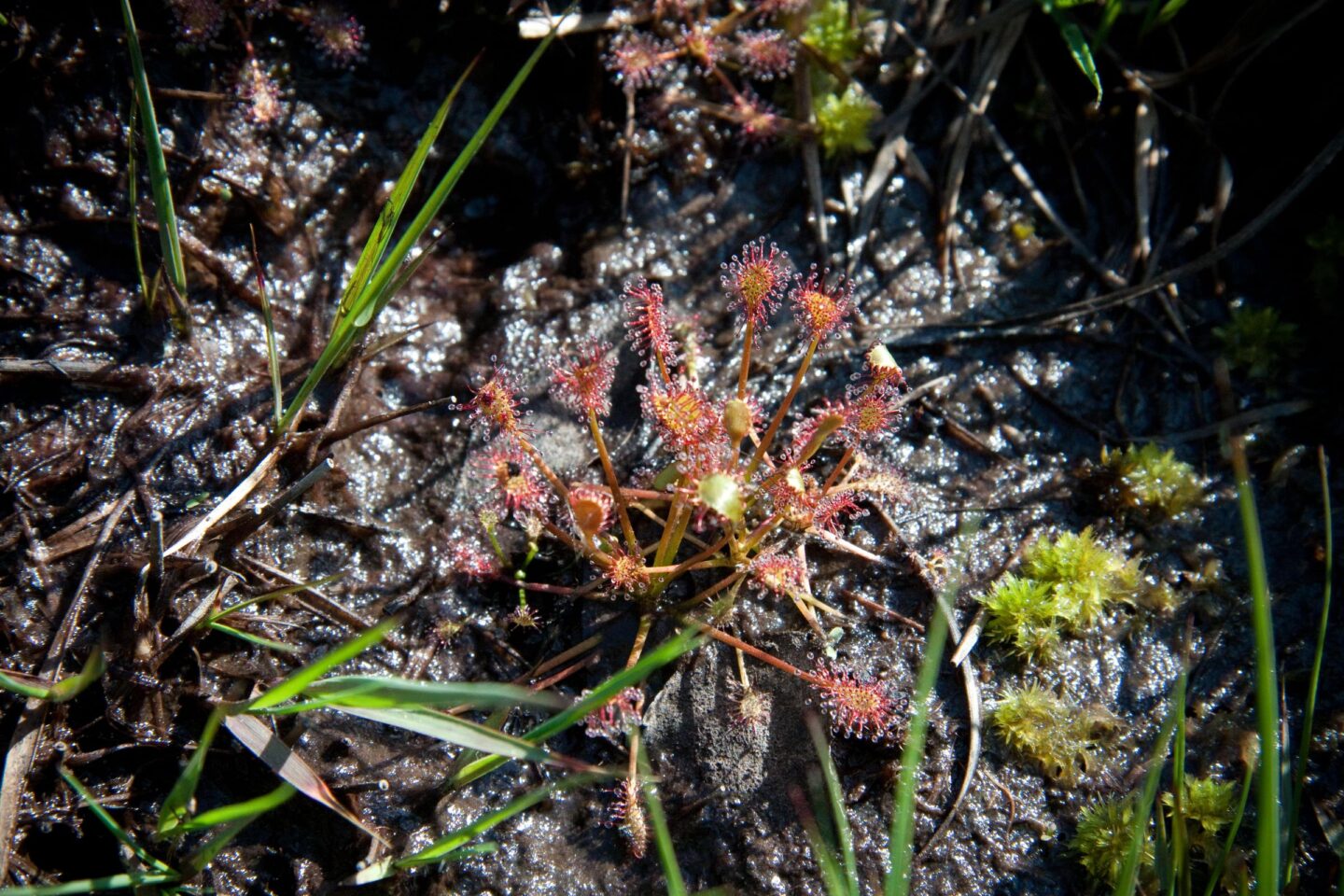 Tourbière des Dauges la fine fleur de la flore