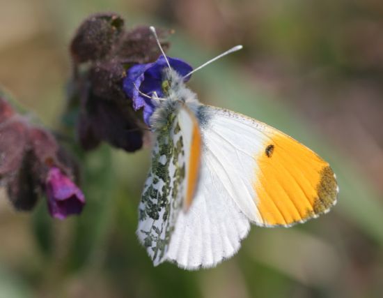 Tourbière des Dauges le papillon blanc annonce le printemps ?