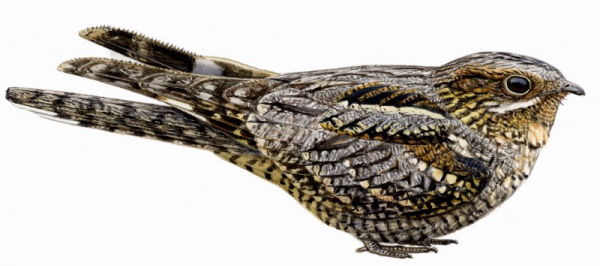 Tourbière des Dauges le tête chèvre n’aime pas le lait