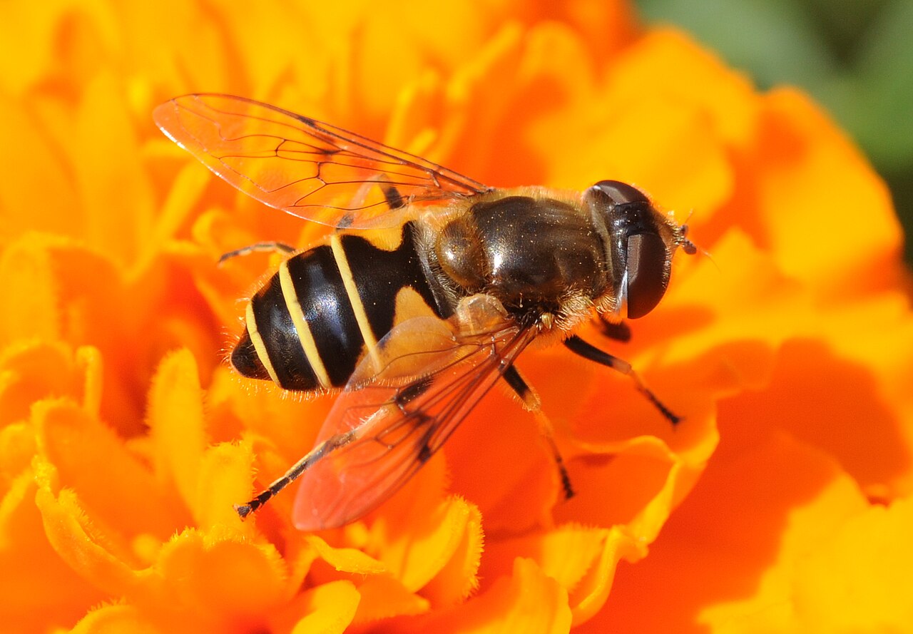 Tourbière des Dauges on syrphera quand on aura envie de syrpher