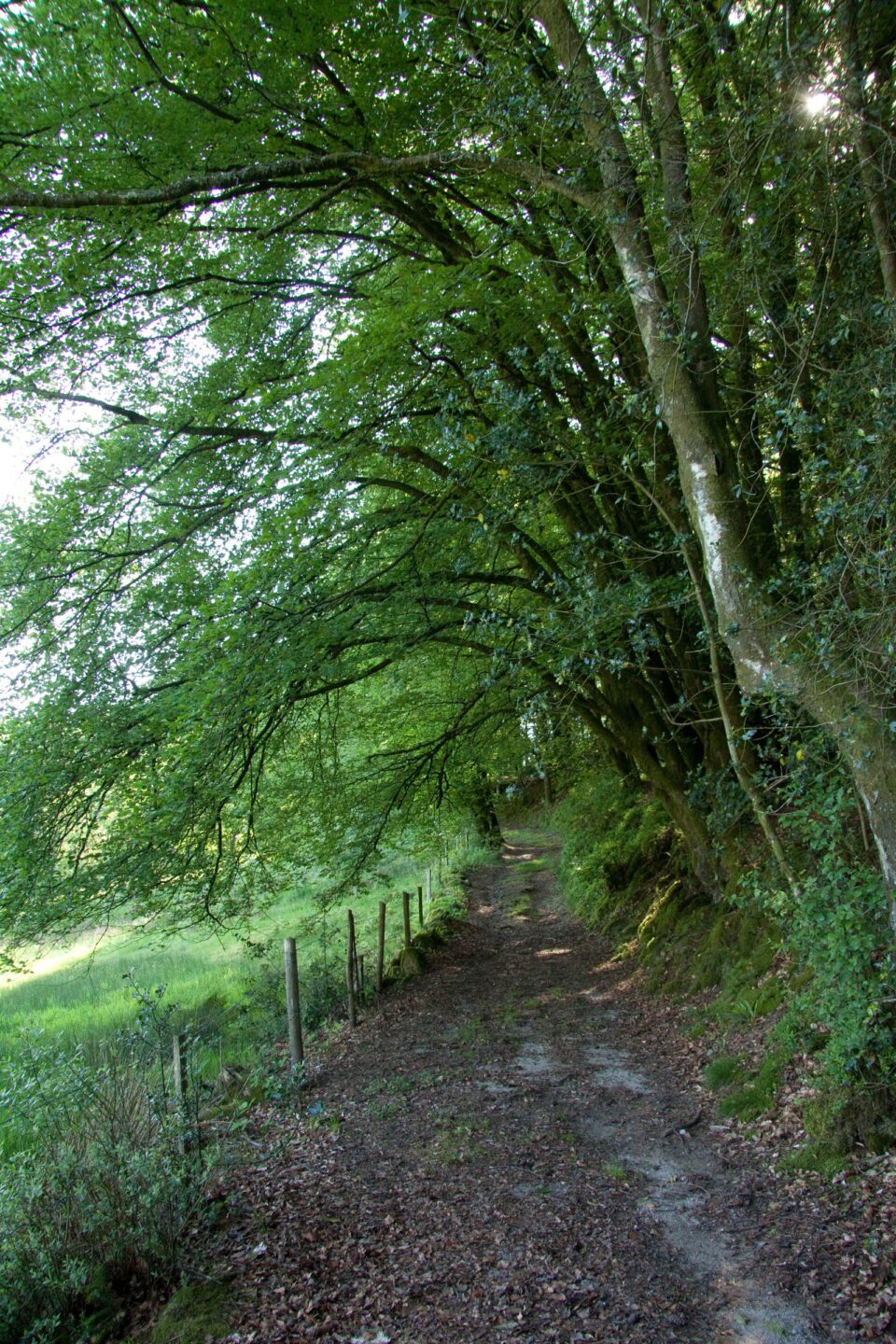 Tourbière des Dauges promenons-nous dans les bois