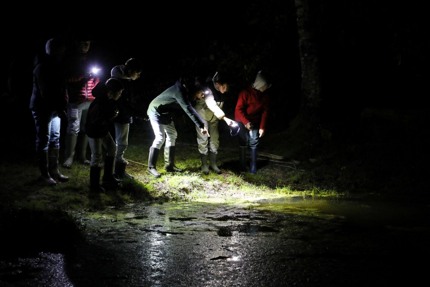 Un dragon dans nos jardins