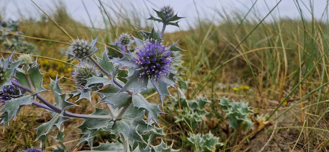 Un soir d’été dans les dunes Pirou