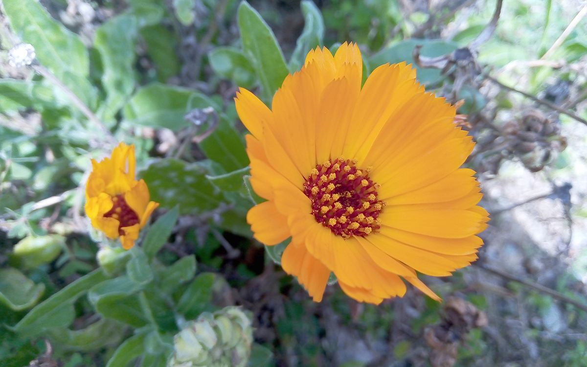 Une plante et ses usages : Le calendula et ses fleurs Ressourcerie Le Plant B Paris