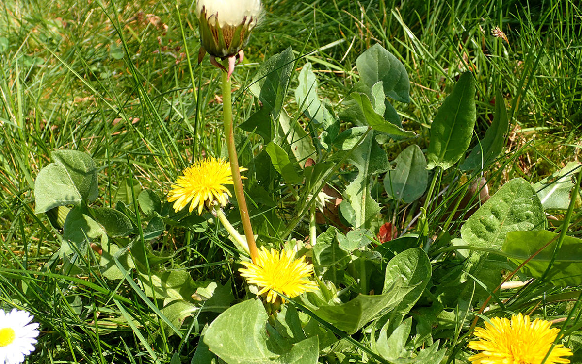 Une plante et ses usages : Le pissenlit