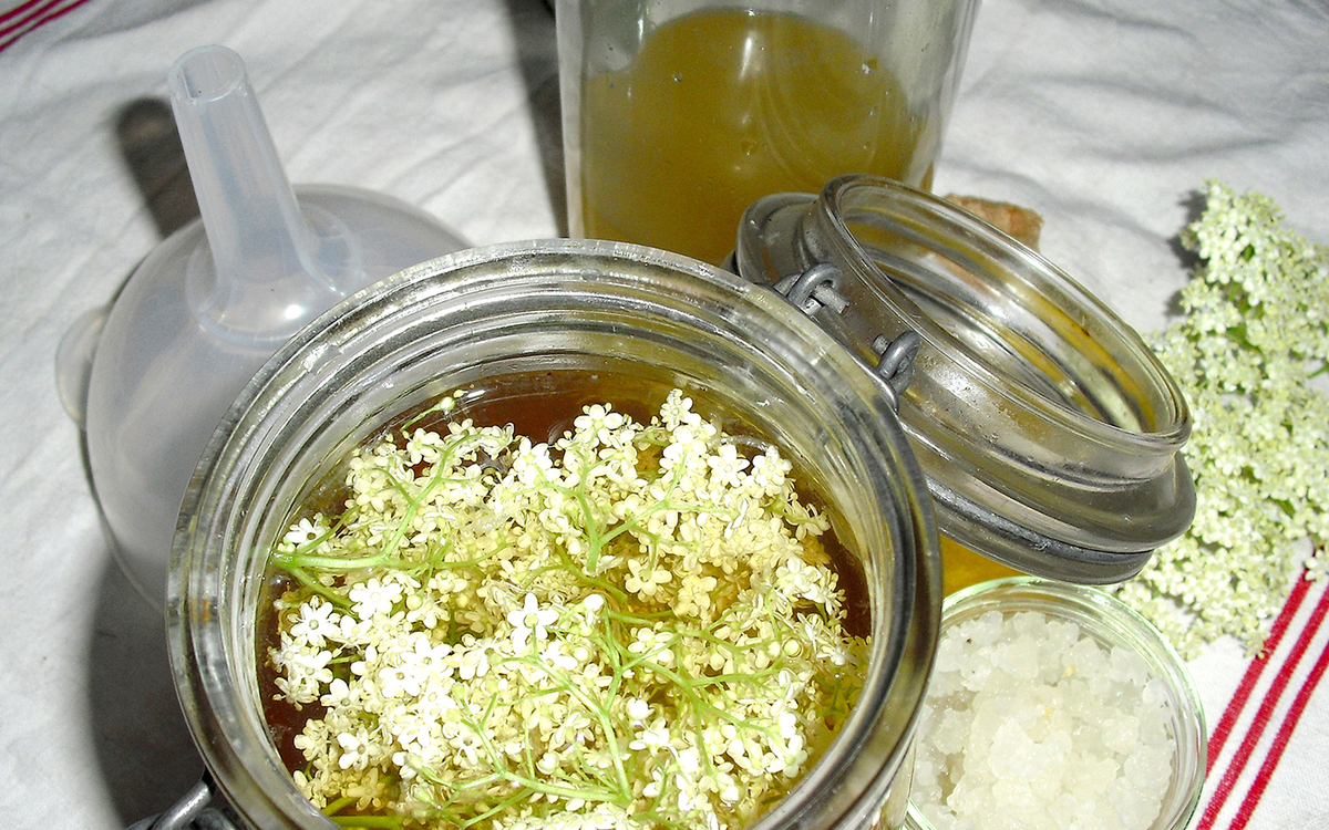 Une plante et ses usages : Le sureau et ses corymbes de fleurs Ressourcerie Le Plant B Paris