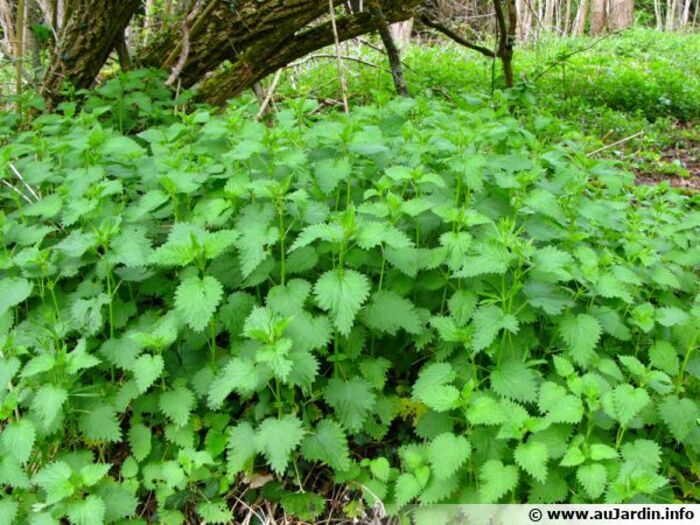 Utiliser l'ortie au potager et dans la cuisine Site de Repainville Rouen