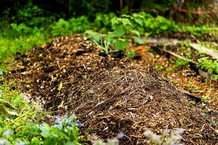Valoriser les déchets du jardin grâce à la technique des lasagnes Métropole Rouen Normandie Rouen