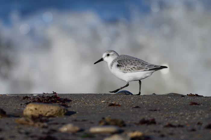 VIERVILLE-SUR-MER/14 : Découverte des oiseaux des falaises du Bessin vierville-sur-mer Vierville-sur-Mer