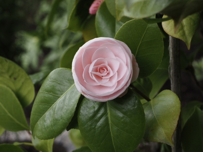 Visite découverte du jardin botanique Jardin Dominique Villars