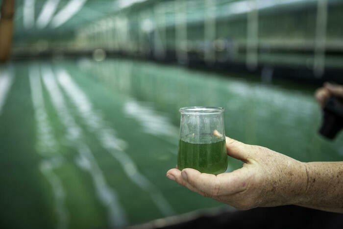 Visite del'exploitation Ferme de l'Or Vert (production de spiruline) Bruges - Lieu de départ communiqué par la commune à l'inscription Bruges