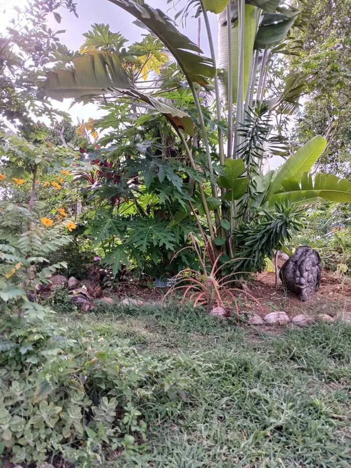 Visite et découverte du Jardin BITABITA jardin Bitabita Les Abymes