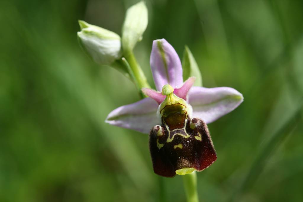 A la découverte de la biodiversité de la pelouse à orchidées  Semide 2026-05-20