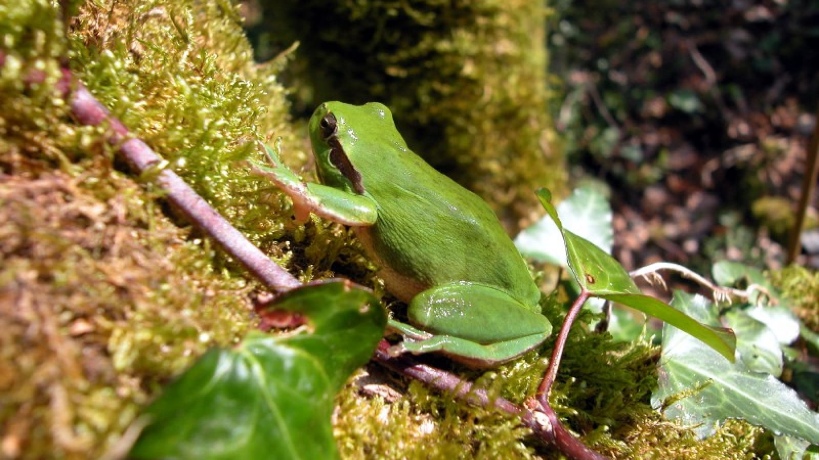 A la découverte des amphibiens des landes girondines Saucats Saucats