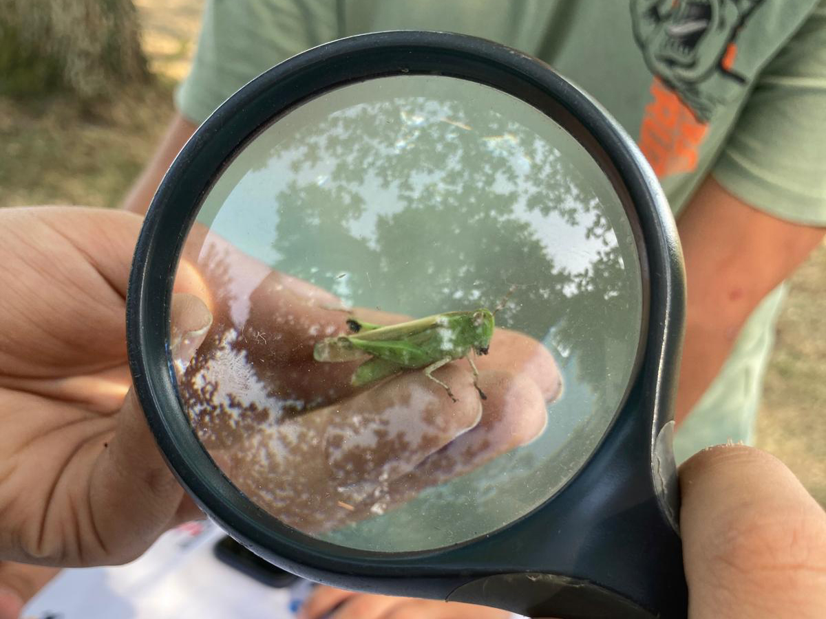 A la découverte des petites bêtes ! 297 avenue de l'Adour Anglet 2026-04-10