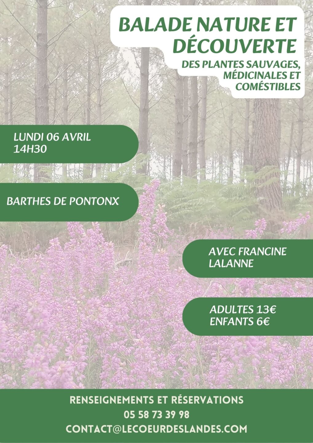 A la découverte des plantes sauvages