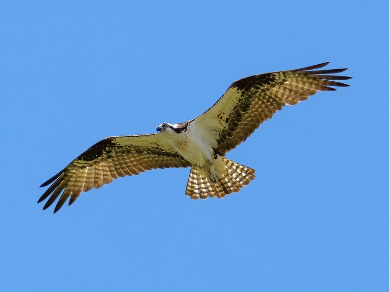 À la découverte du Balbuzard pêcheur  La Chapelle-sur-Loire 2026-08-28