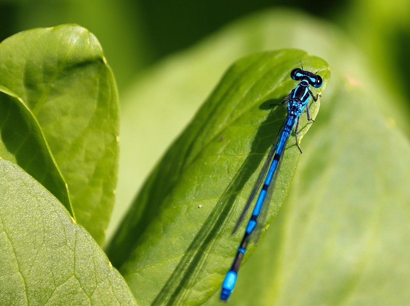 À la rencontre des petites bêtes aquatiques  Langeais 2026-04-15
