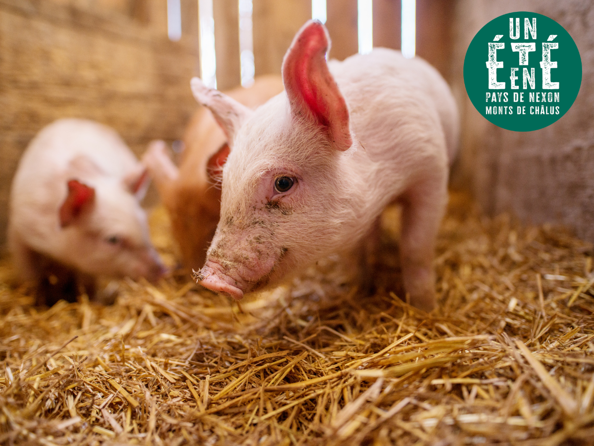 À la rencontre des producteurs Au pré de mon arbre 1 Le Grand Monteil Saint-Priest-Ligoure 2026-08-19