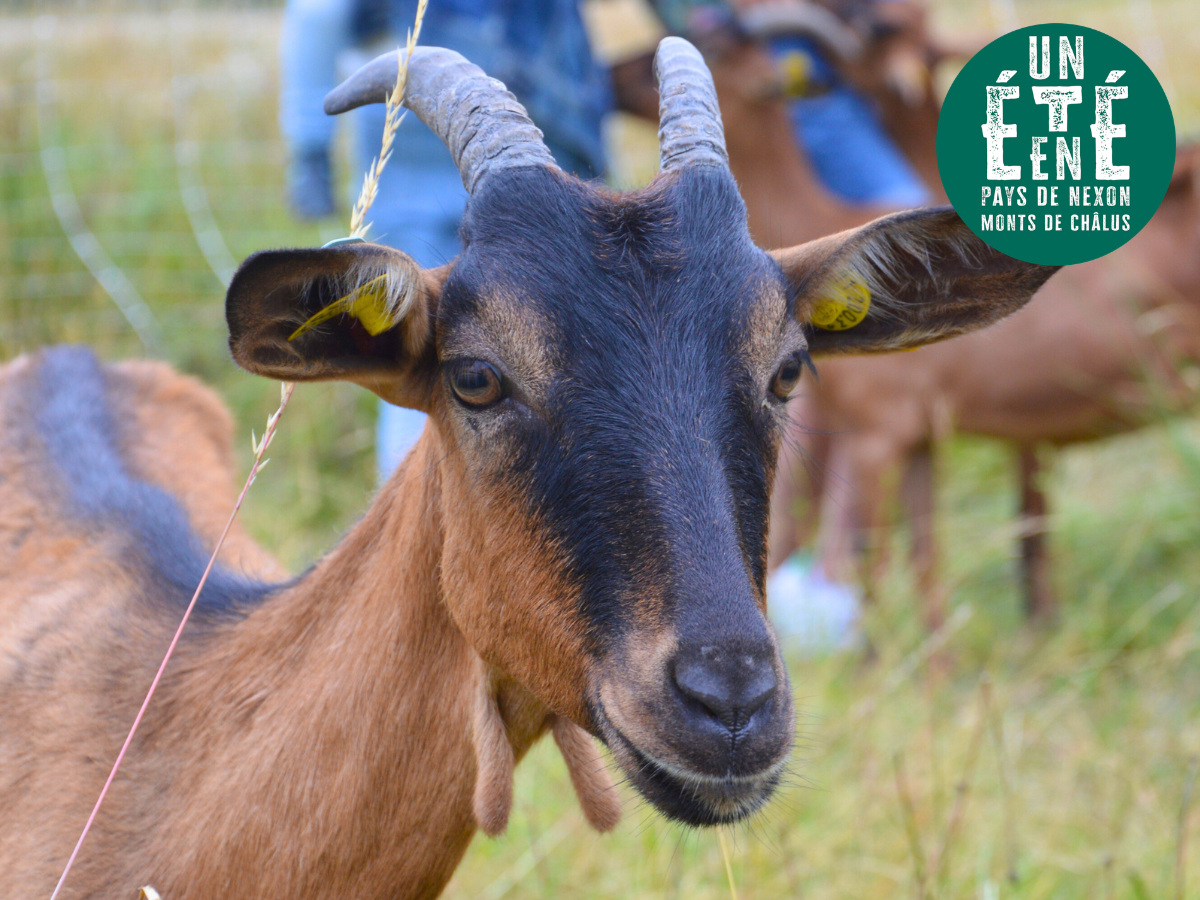 À la rencontre des producteurs La chèvrerie d'Anne Paraud 6 Les Plaisirs Les Cars 2026-08-14